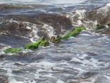 Wilde Ostsee 2