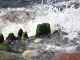Wilde Ostsee 3